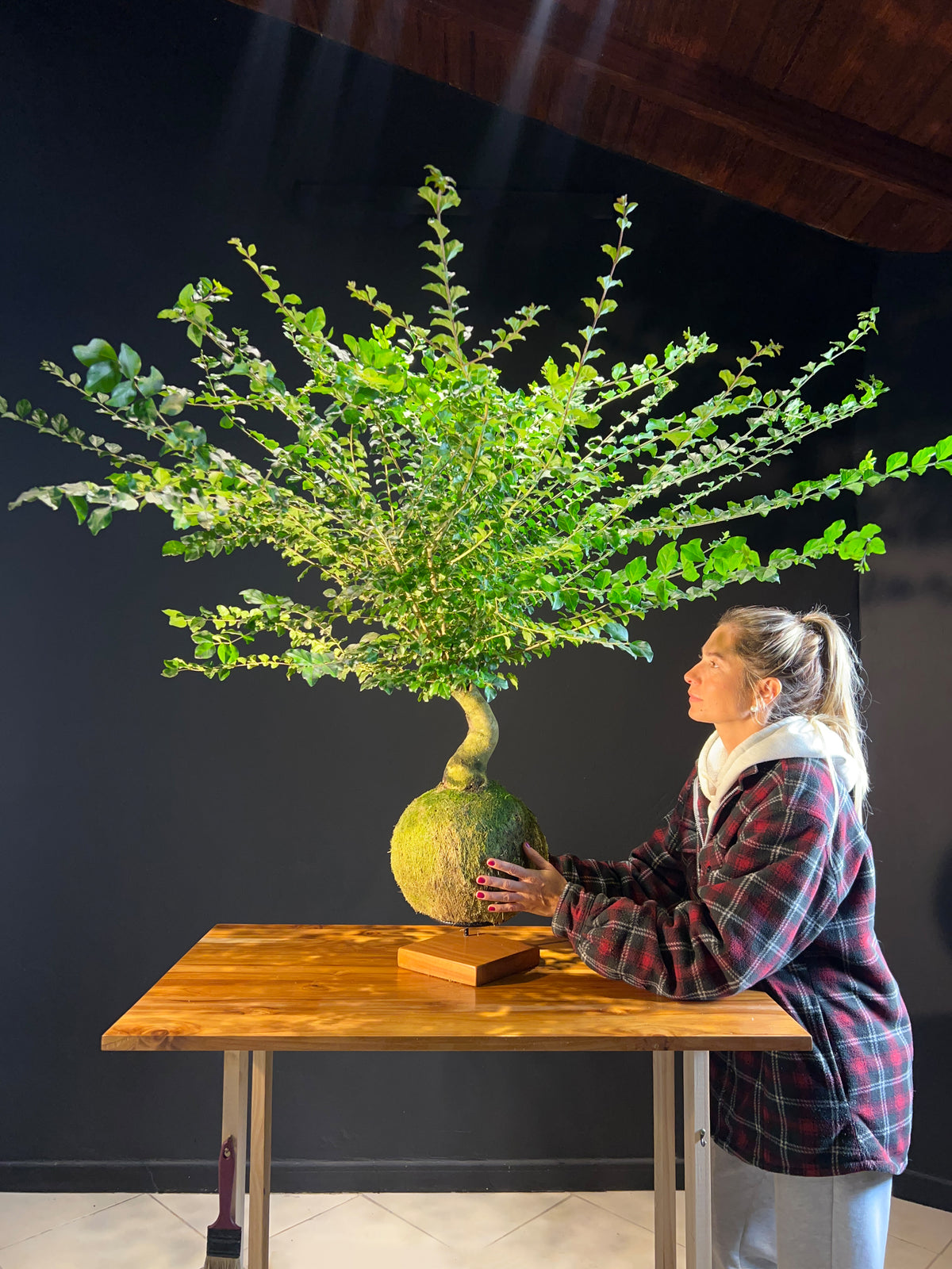 Kokedama Bonsai Ligustro (GG)