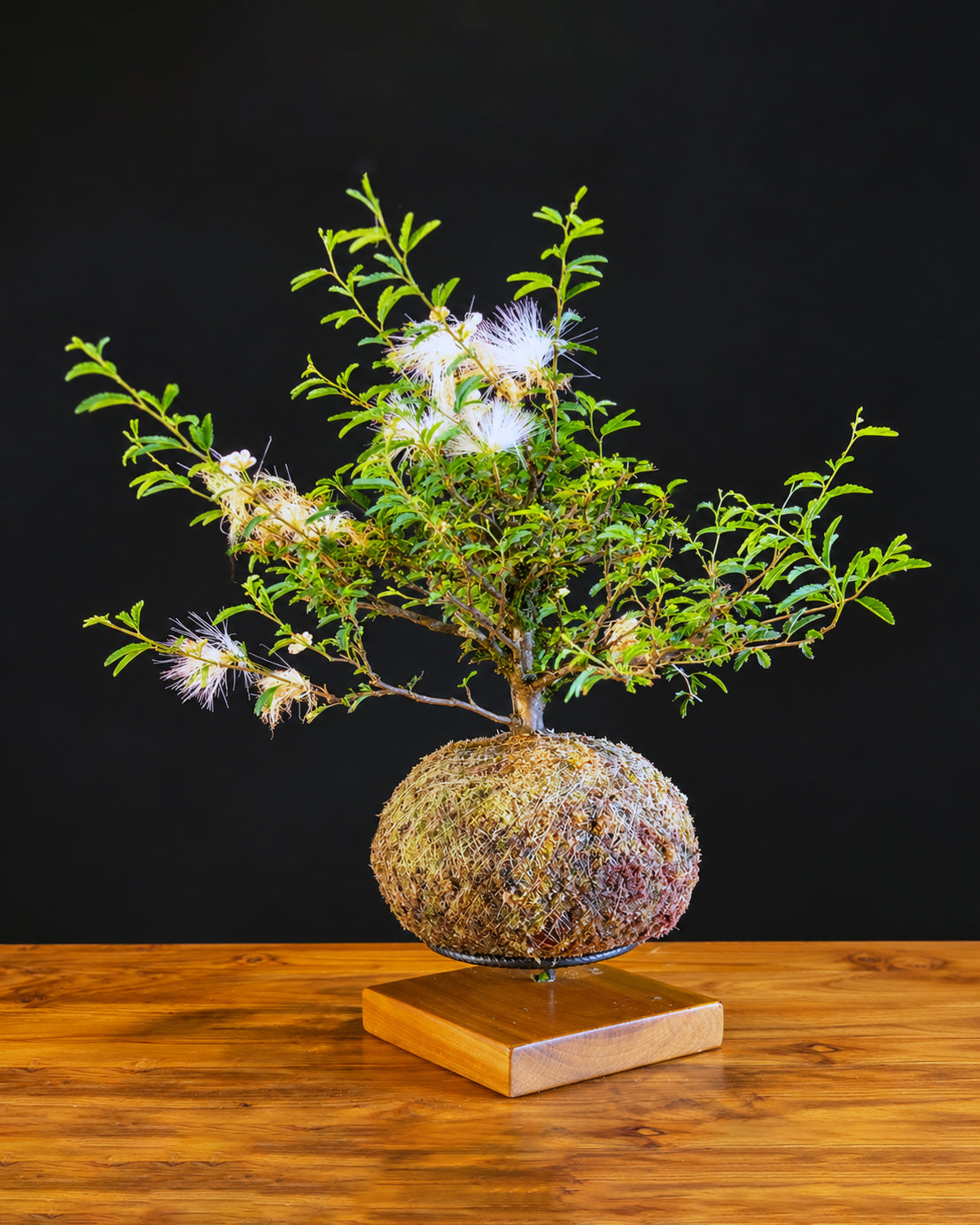 Kokedama Bonsai Caliandra (Flor)