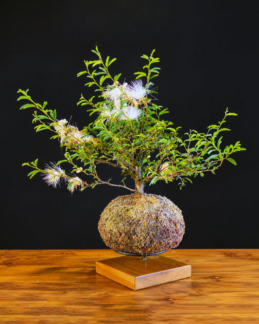 Kokedama Bonsai Caliandra (Flor)