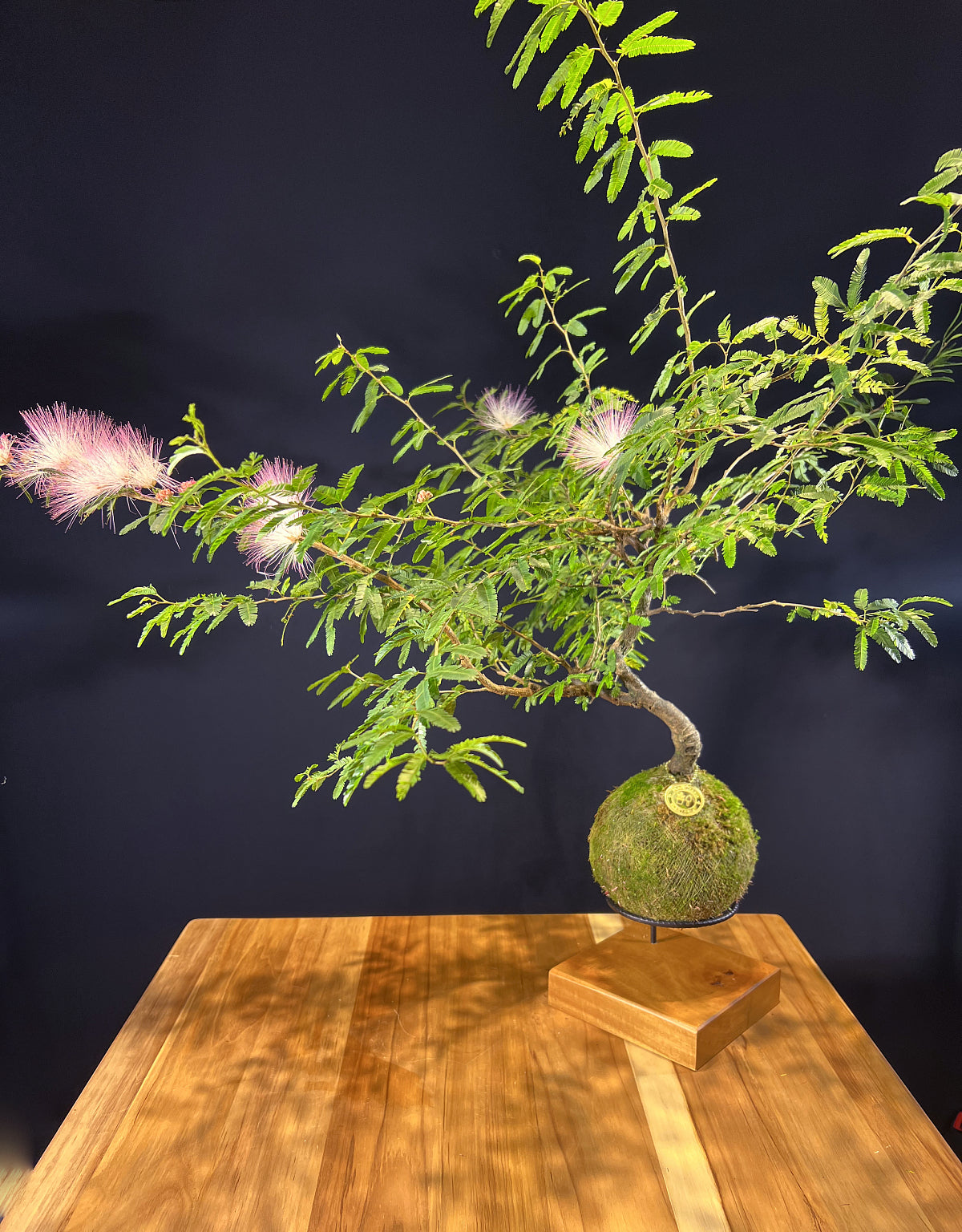 Kokedama Bonsai Caliandra (Flor)