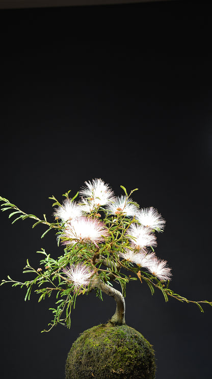 Kokedama Bonsai Caliandra (Flor)