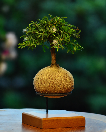 Kokedama Bonsai Caliandra (Flor)