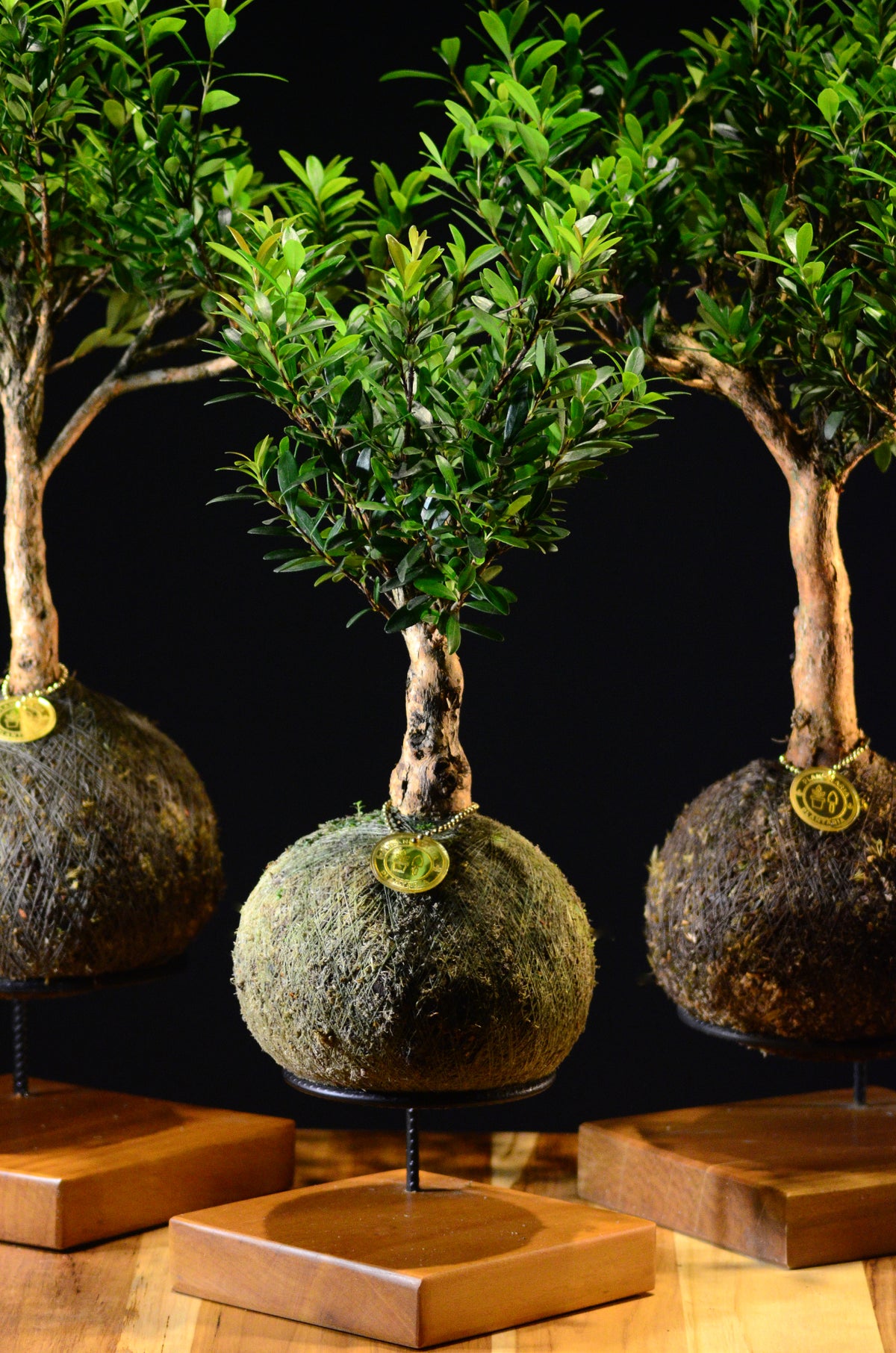 Kokedama Bonsai Cereja (Frutifera)