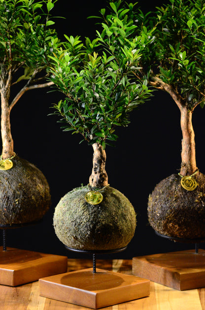 Kokedama Bonsai Cereja (Frutifera)