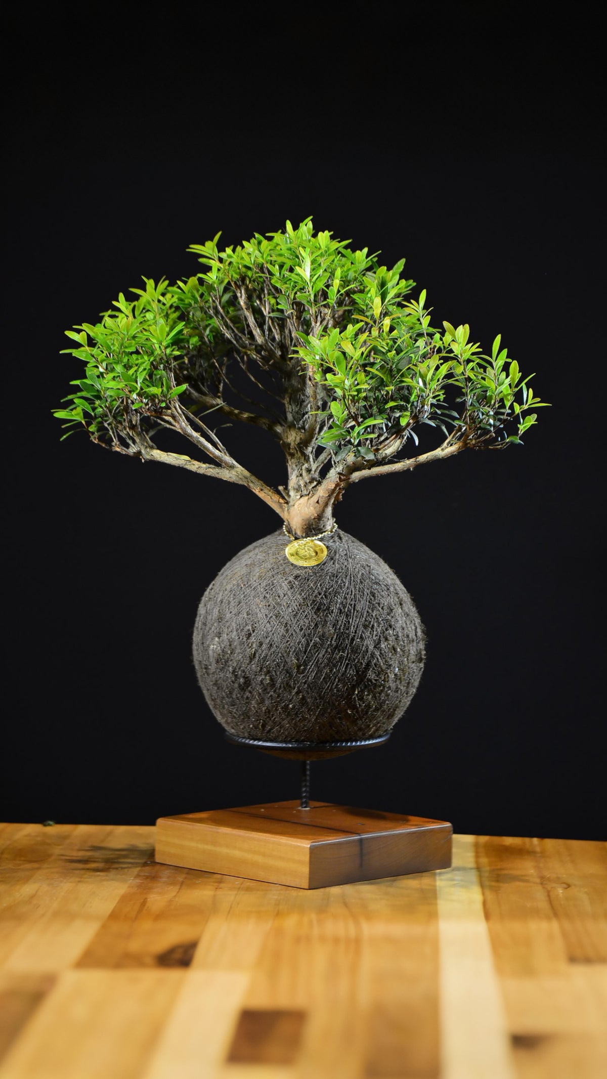 Kokedama Bonsai Cereja G (Frutífera)