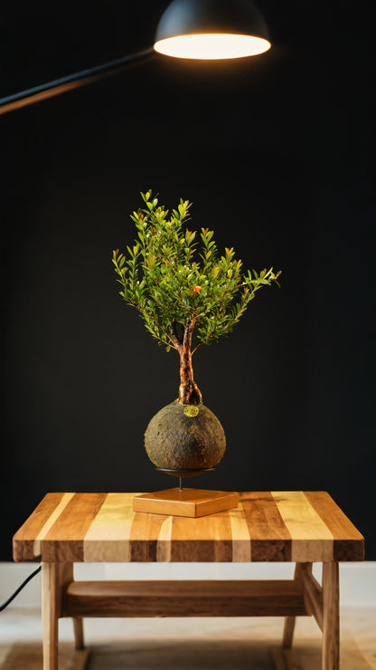 Kokedama Bonsai Cereja (Frutifera)