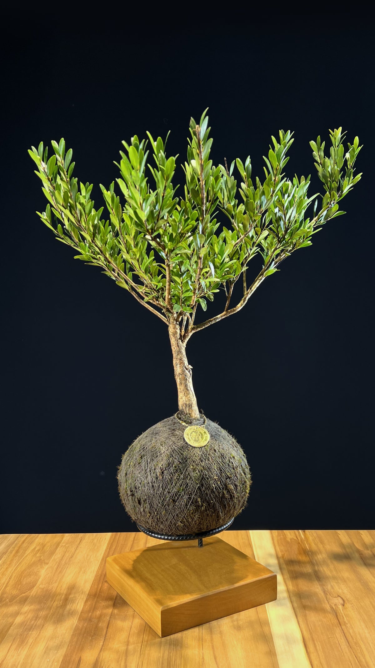 Kokedama Bonsai Cereja (Frutifera)
