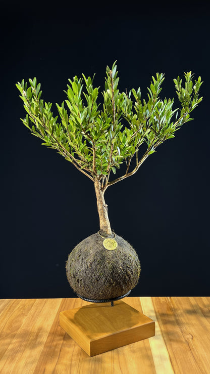 Kokedama Bonsai Cereja (Frutifera)
