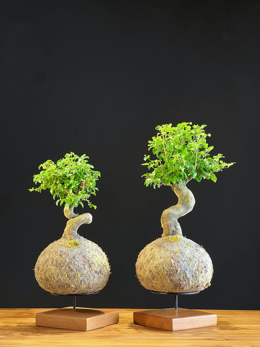 Kokedama Bonsai Família (2 peças)