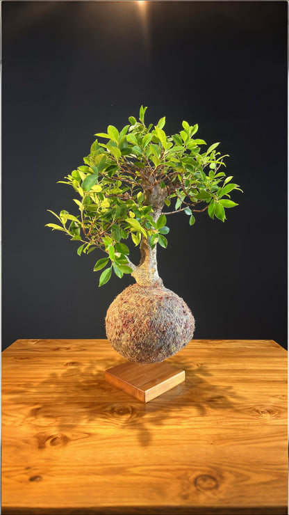 Kokedama Bonsai Figueira