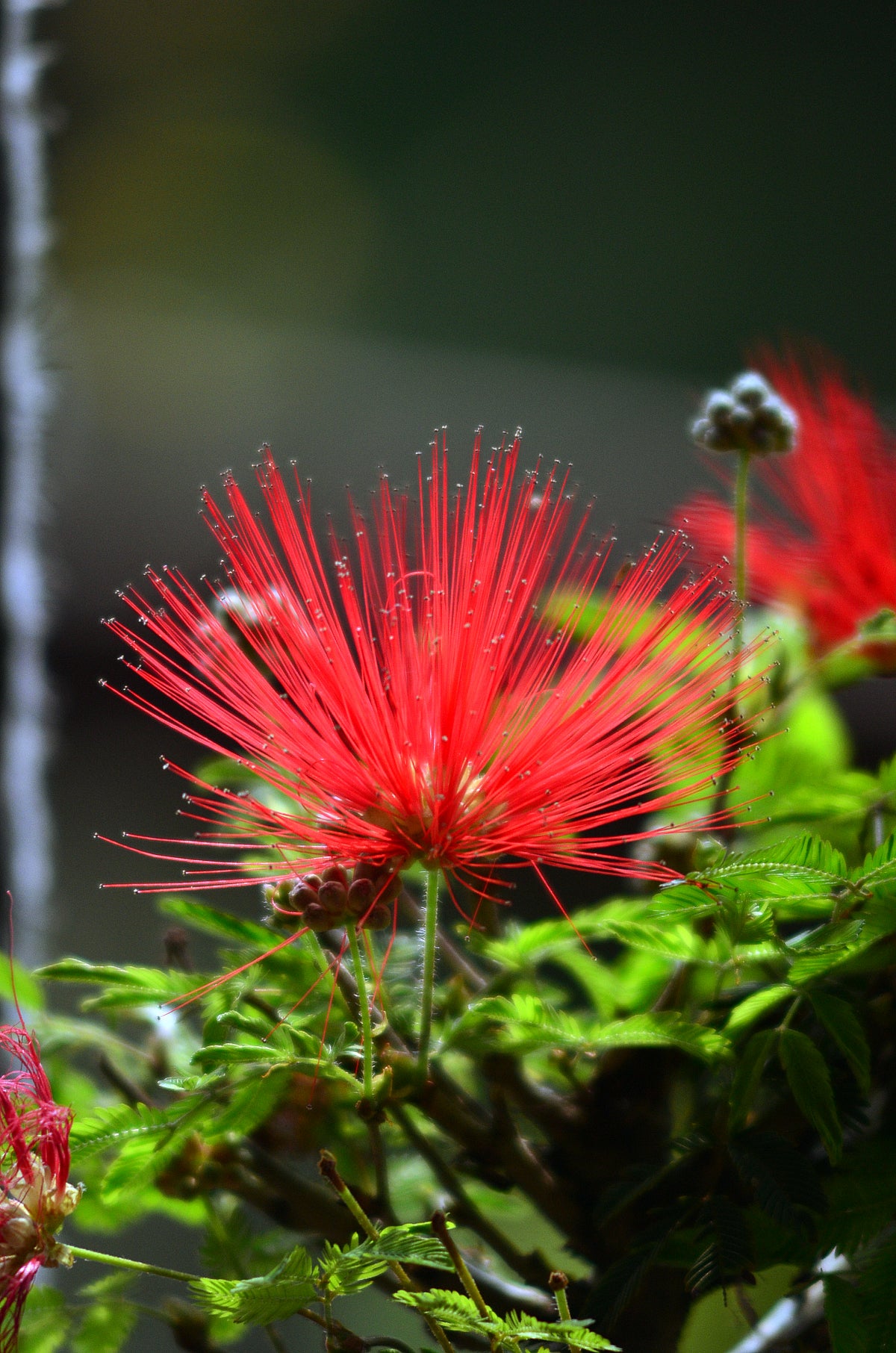 Kokedama Bonsai Caliandra (Flor)