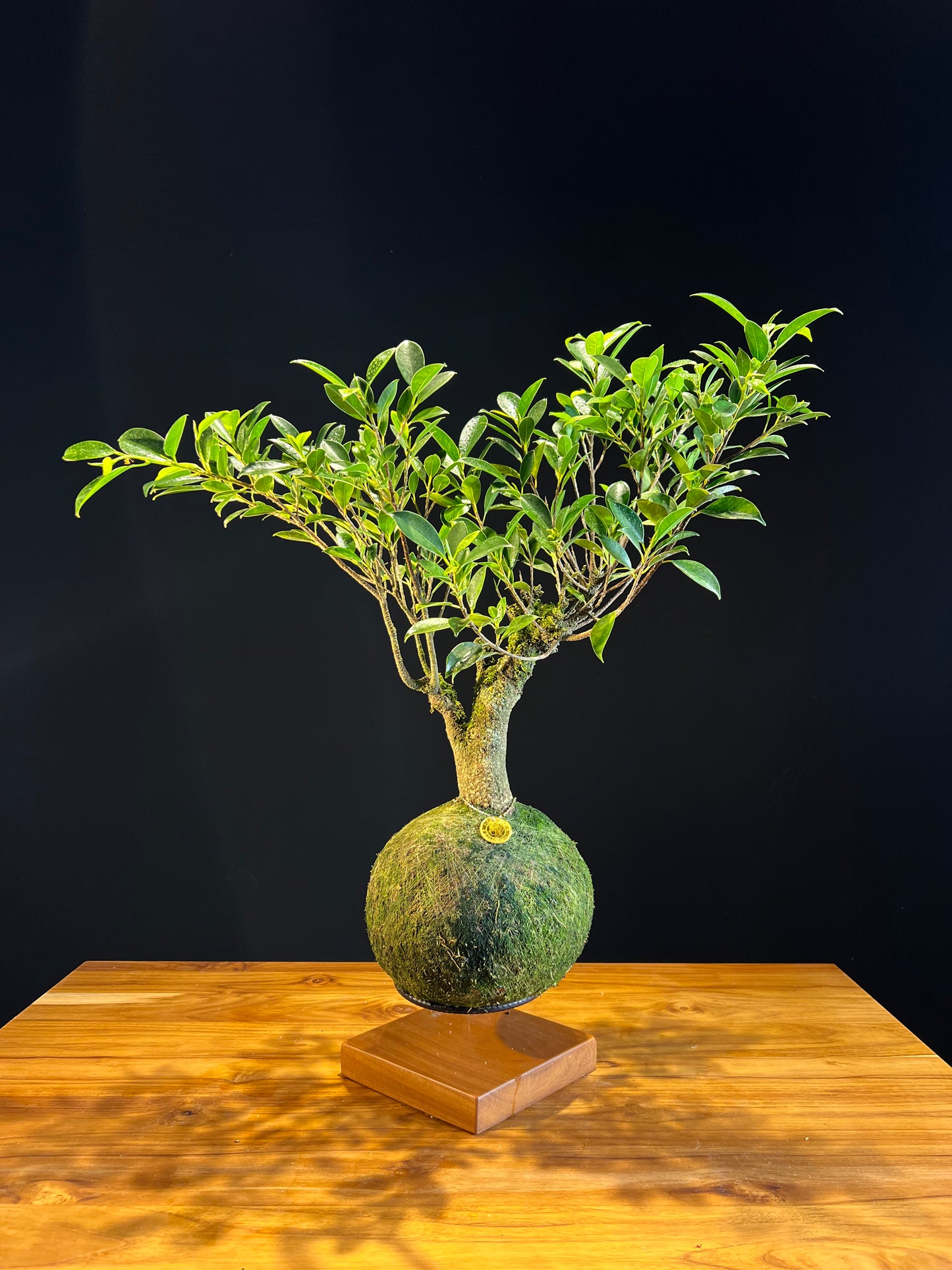 Kokedama Bonsai Figueira