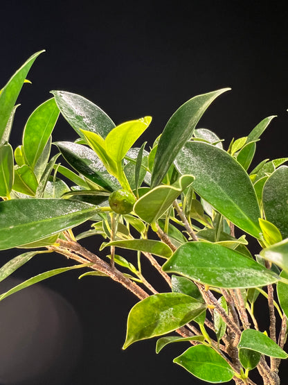 Kokedama Bonsai Figueira