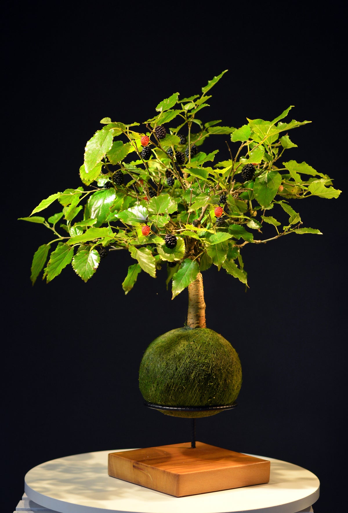 Kokedama Bonsai Amora (Frutífera)
