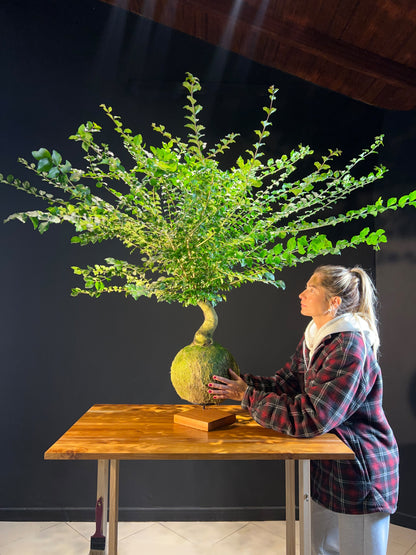 Kokedama Bonsai Ligustro (GG)