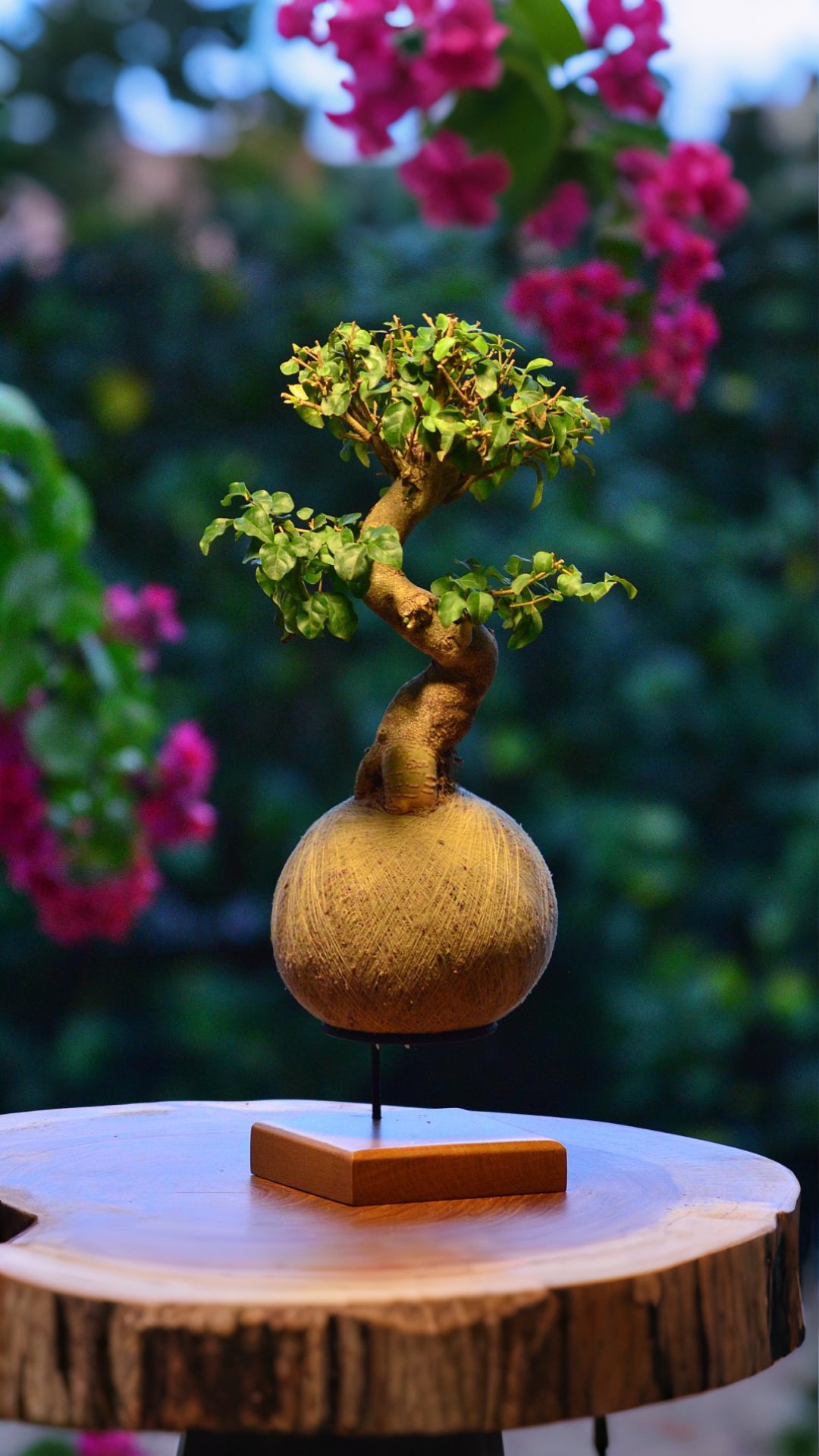 Kokedama Bonsai Ligustro (G)