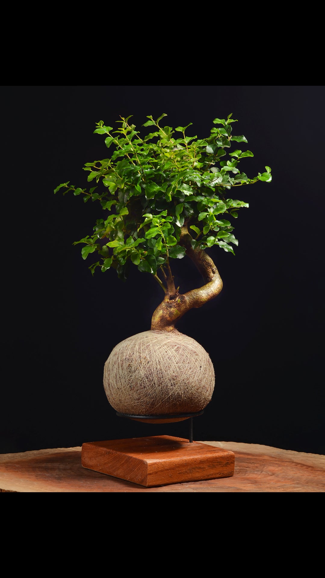 Kokedama Bonsai Ligustro (Premium)