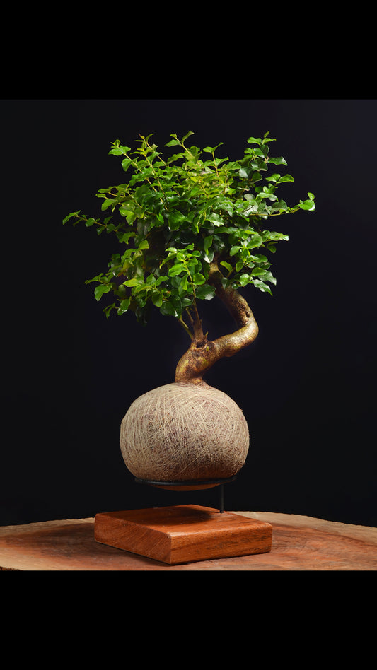 Kokedama Bonsai Ligustro (Premium)