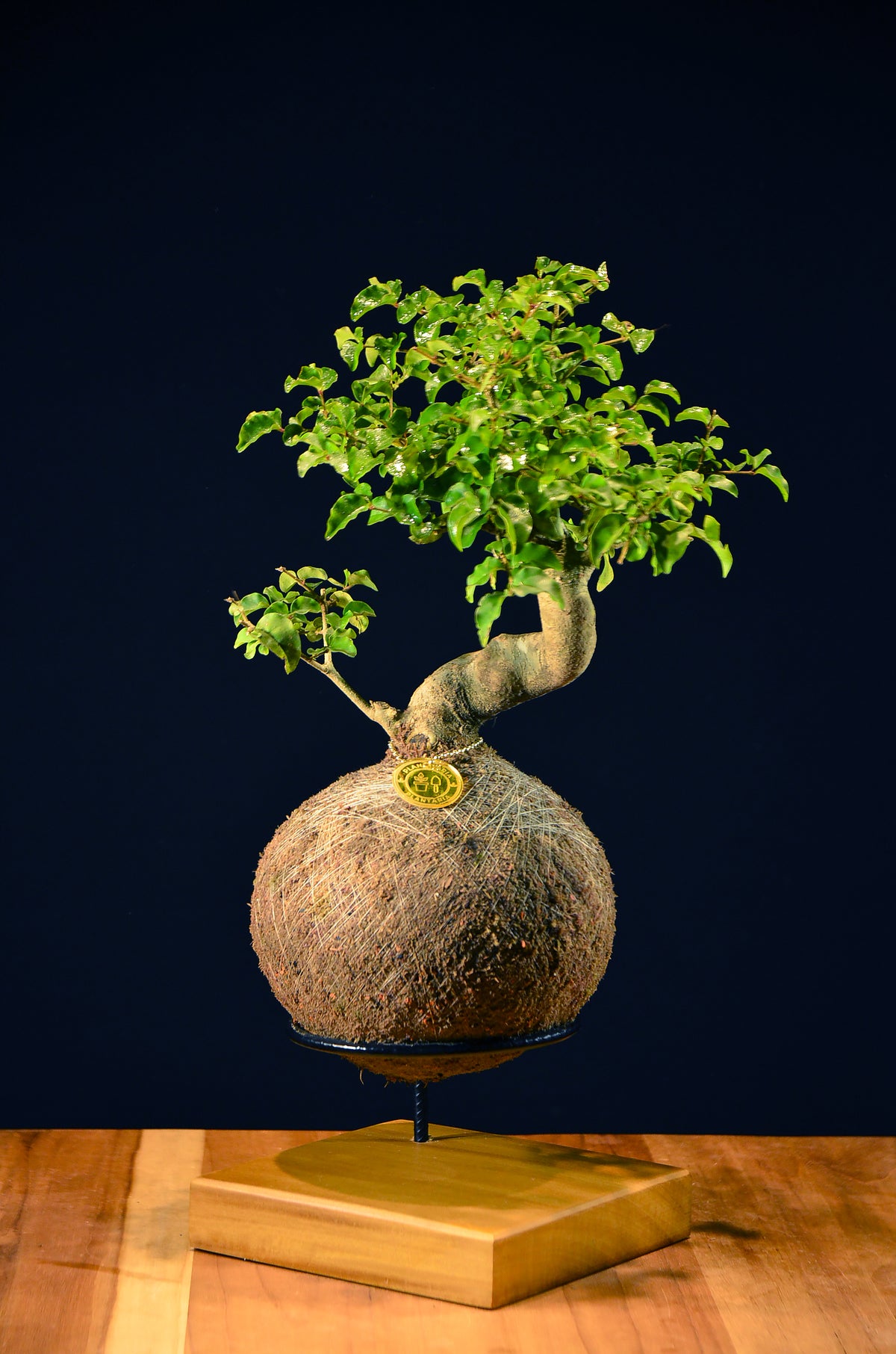 Kokedama Bonsai Ligustro (Premium)