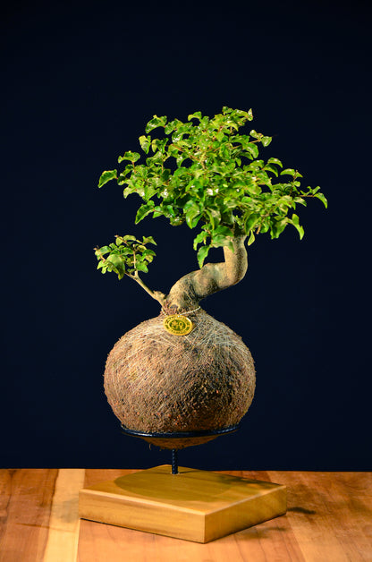 Kokedama Bonsai Ligustro (Premium)