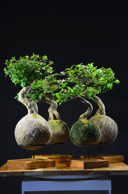 Kokedama Bonsai Ligustro (Premium)