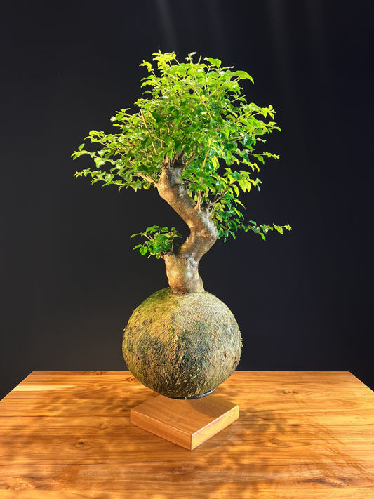 Kokedama Bonsai Ligustro (G)