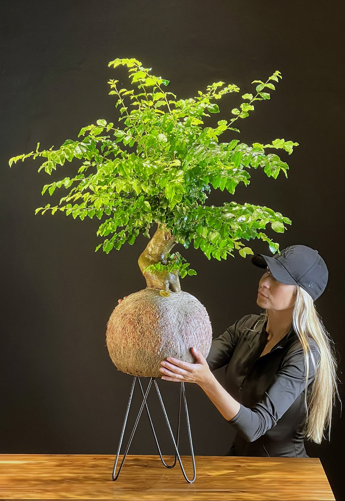 Kokedama Bonsai Ligustro (GG)