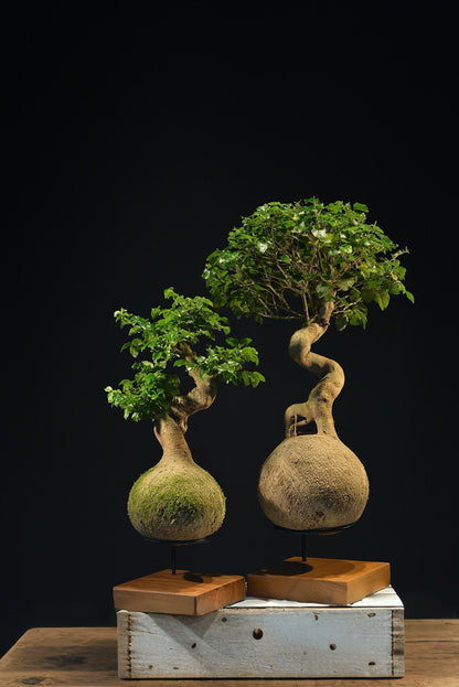 Kokedama Bonsai Família (2 peças)
