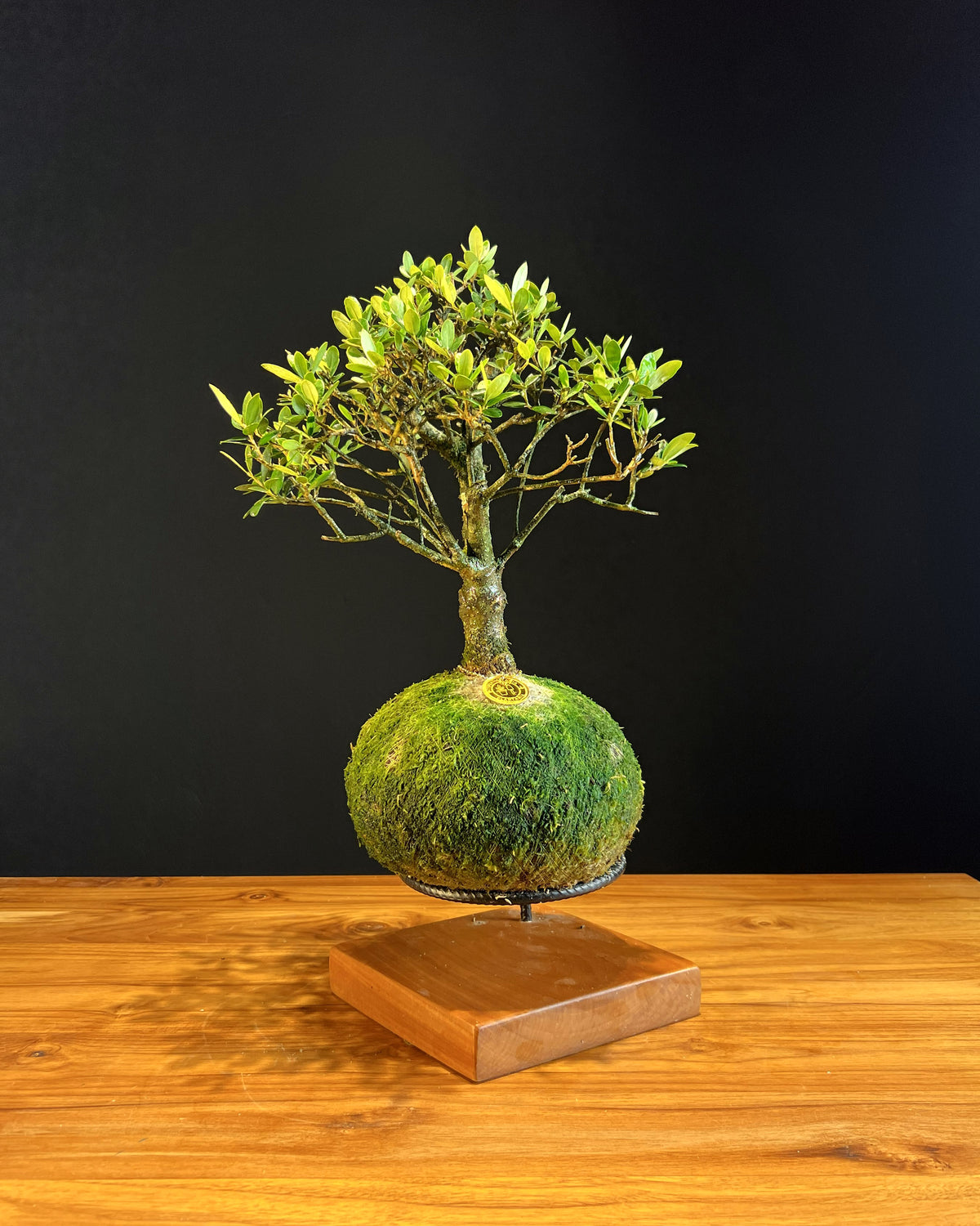 Kokedama Bonsai Oliveira