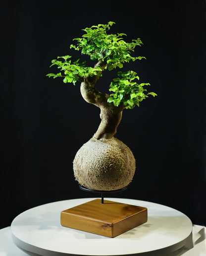 Kokedama Bonsai Ligustro (Premium)