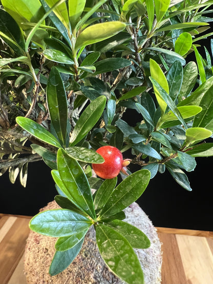 Kokedama Bonsai Cereja G (Frutífera)