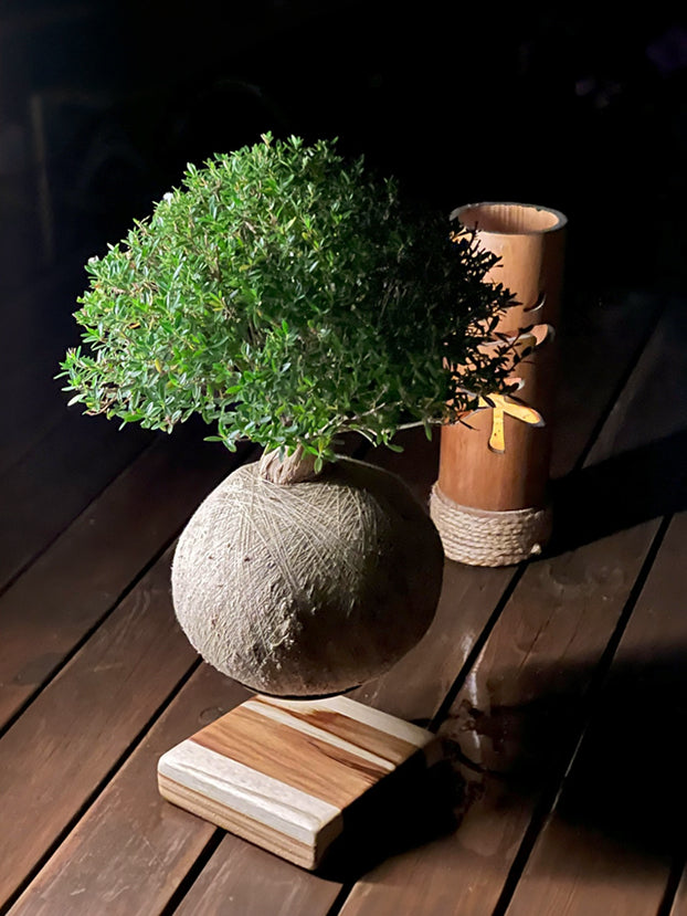 Kokedama Bonsai Cereja G (Frutífera)