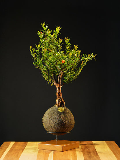 Kokedama Bonsai Cereja (Frutifera)