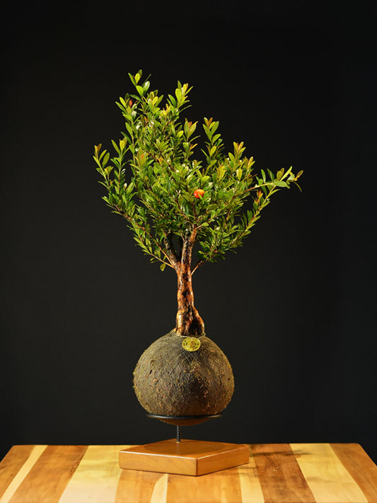 Kokedama Bonsai Cereja (Frutifera)