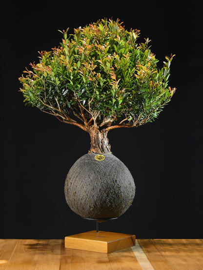 Kokedama Bonsai Cereja G (Frutífera)