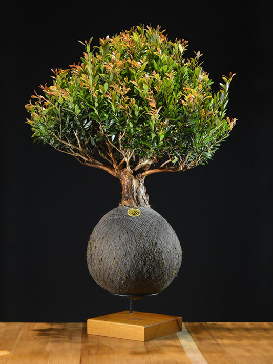 Kokedama Bonsai Cereja G (Frutífera)
