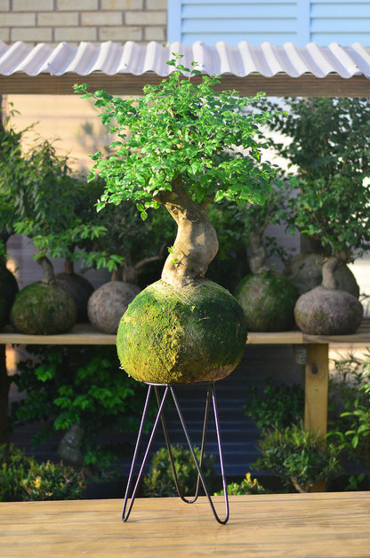 Kokedama Bonsai Ligustro (GG)
