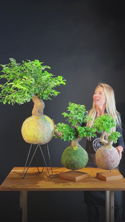 Kokedama Bonsai Ligustro (GG)
