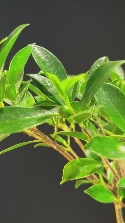 Kokedama Bonsai Figueira