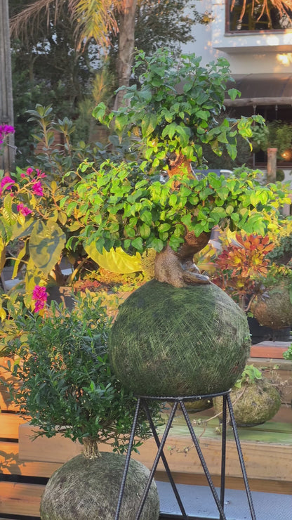 Kokedama Bonsai Ligustro (G)