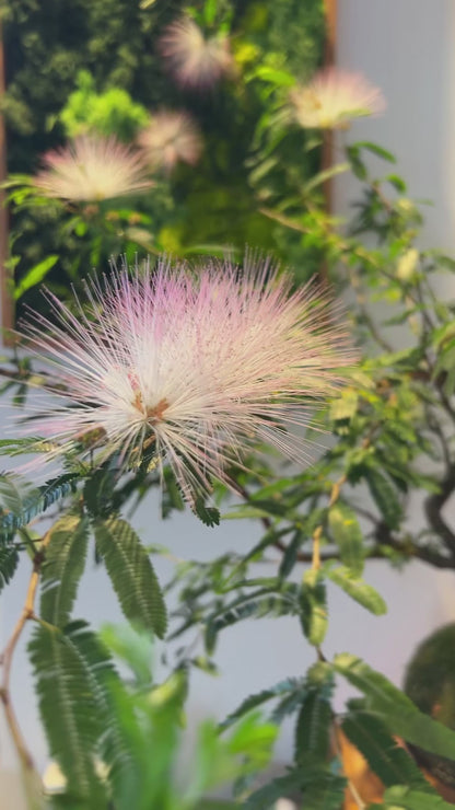 Kokedama Bonsai Caliandra (Flor)