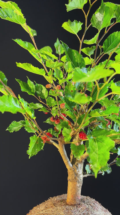 Kokedama Bonsai Amora (Frutífera)