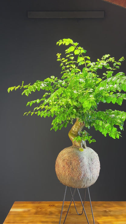 Kokedama Bonsai Ligustro (GG)