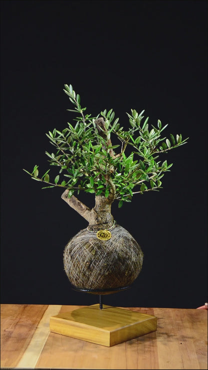 Kokedama Bonsai Oliveira