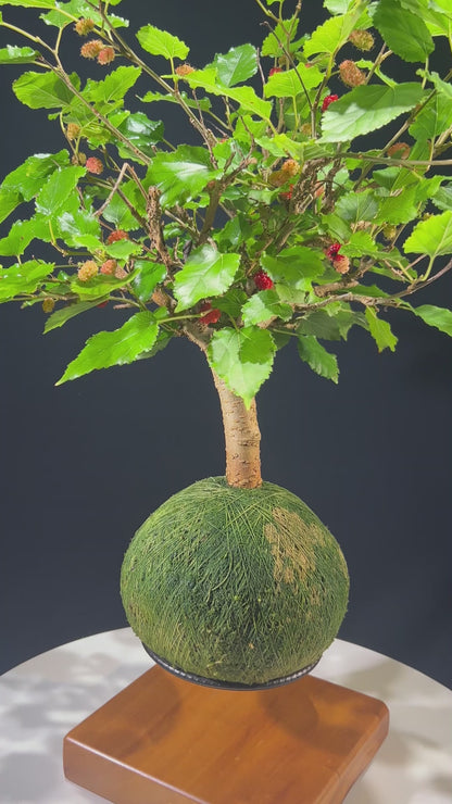 Kokedama Bonsai Amora (Frutífera)