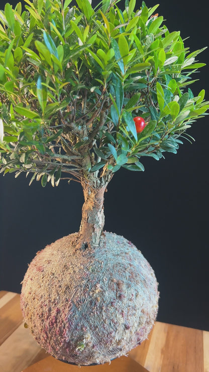 Kokedama Bonsai Cereja G (Frutífera)