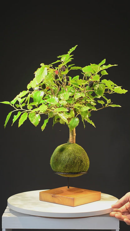 Kokedama Bonsai Amora (Frutífera)