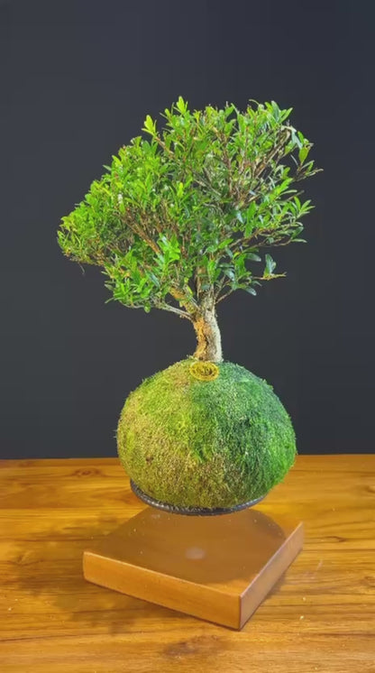 Kokedama Bonsai Cereja (Frutifera)