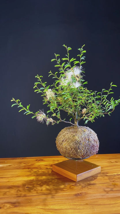 Kokedama Bonsai Caliandra (Flor)