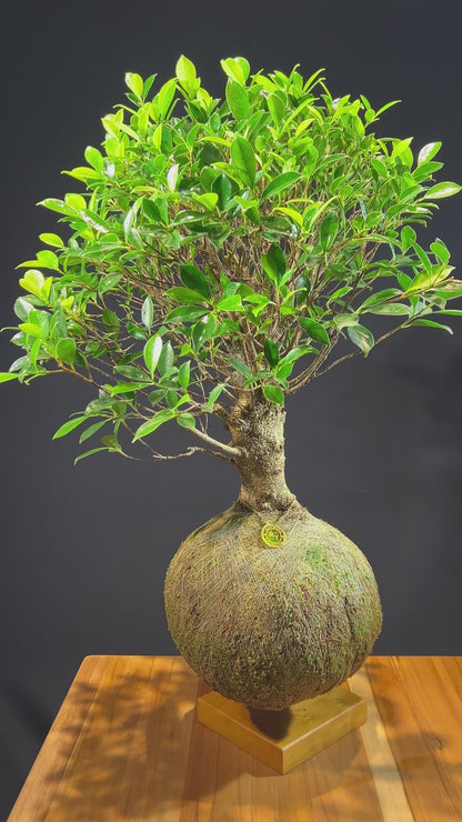 Kokedama Bonsai Figueira